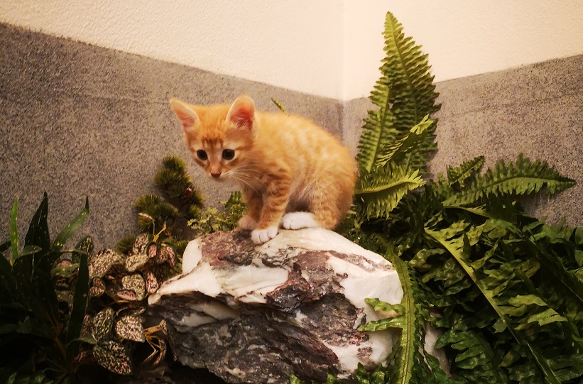 Коррекция супружеских отношений 3