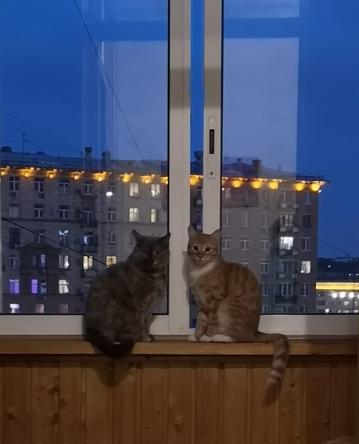 Cнять любовные привязки, госпожа Ната Cнять любовные привязки